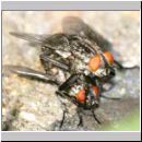 Sarcophaga carnaria - Fleischfliege 05.jpg